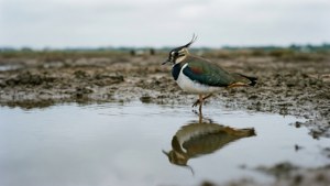 Mudflat Reflection