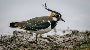 Mudflat Stroll