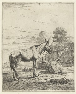Muilezel met bel aan halster en twee liggende ezels