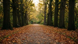 Mundy Park Autumn Path
