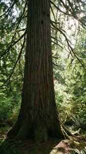 Mundy Park Forest