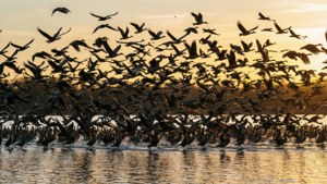Murmuration