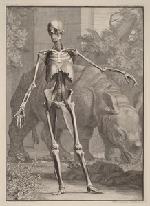 Musculorum Tabula IV