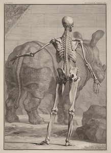Musculorum Tabula VIII