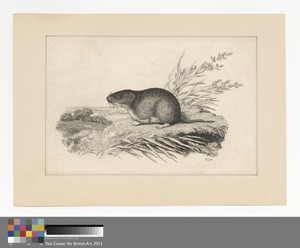 Muskrat