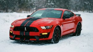 Mustang Blizzard