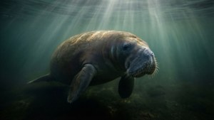 Mysterious Dugong in Murky Water