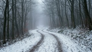 Mysterious Snowy Forest Path