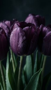 Mystic Purple Tulip