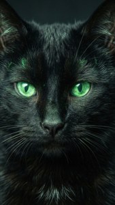 Mystical Black Cat