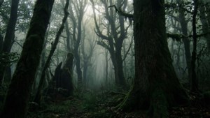 Mystical Foggy Forest