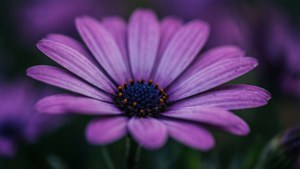 Mystical Purple Daisy