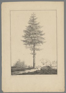 Naaldboom in een landschap