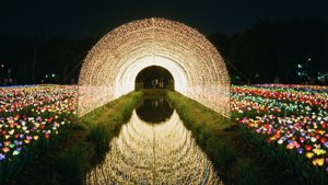 Nabana Light Fantasy