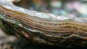 Nacre Layers Macro