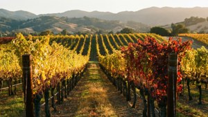 Napa Valley Autumn
