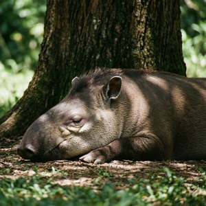 Napping Tapir