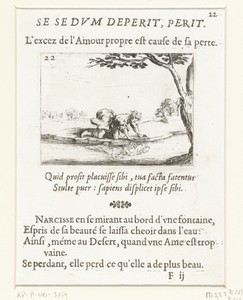 Narcissus