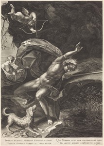 Narcissus