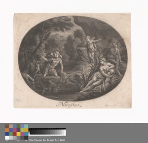 Narcissus