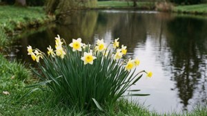 Narcissus by Pond