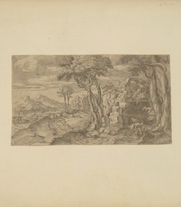 Narcissus
