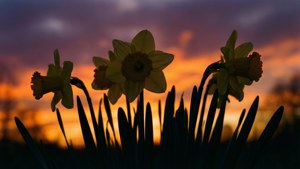 Narcissus Silhouette Sunset