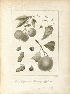 Narrative, of a Five Years' Expedition, against the Revolted Negroes of Surinam, in Guiana, on the Wild Coast of South America (volume II)