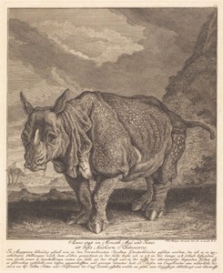 Nashorn Rhinoceros