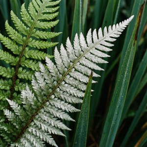 Native Flora Macro