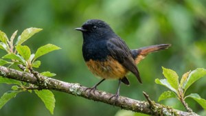 Nature Twitter Bird on Branch