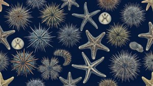 Navy Echinoderm Pattern
