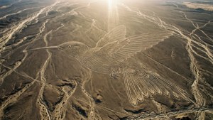 Nazca Hummingbird