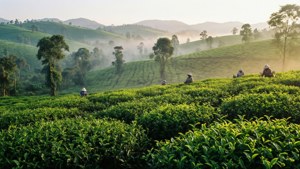 Ndu Tea Plantations