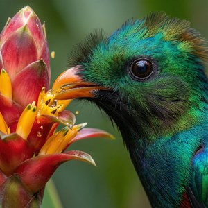 Nectar Sip