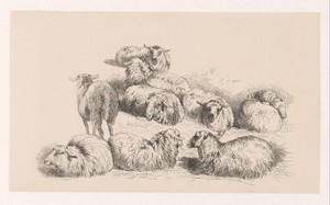 Negen schapen