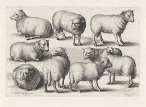 Negen schapen