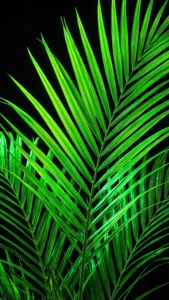 Neon Palm