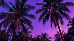 Neon Palm Trees