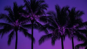 Neon Palms