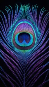 Neon Peacock Feather
