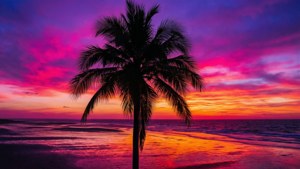 Neon Sunset Palm