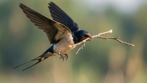 Nest Building Swallow