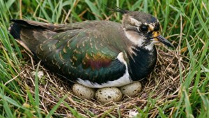 Nesting Care
