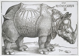 Neushoorn