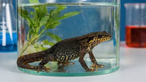 Newt in Laboratory Tank