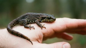 Newt on Human Hand