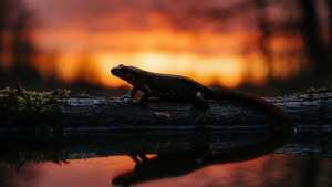 Newt Sunset Silhouette