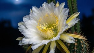 Night Blooming Cereus
