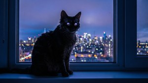 Night City Gaze